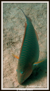 The dance of the parrot fish! by Svetoslav Dimitrov 